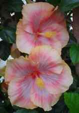 Sale145 Hibiskus Rosa-Sinensis