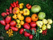 TOMATEN MISCHUNG 60 Samen, bunte  Tomaten, 30 Sorten in der Tüte, Bio, Tomate