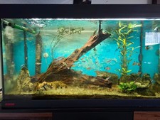 Eheim Aquarium