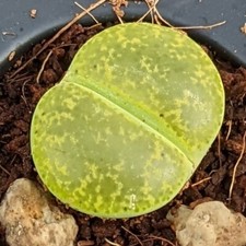 Lithops lesliei Albinica, Seltene Lithops, Lithops Pflanzen, Lebende Steine