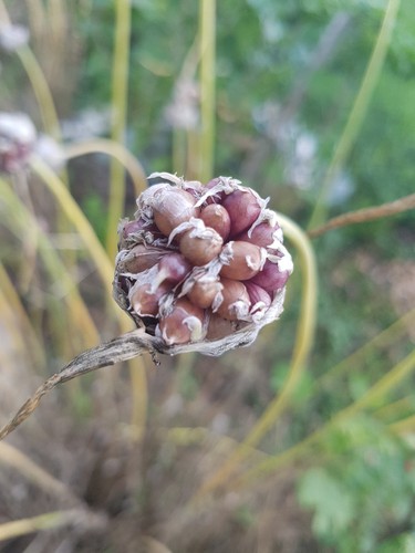 Knoblauch samen - knoblauch,