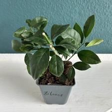 Zitronenbaum echter citrus - echter,