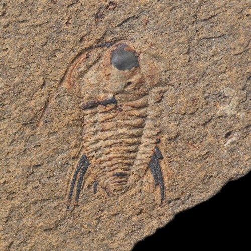 Juvenil bathynotus elongatus - juvenil,