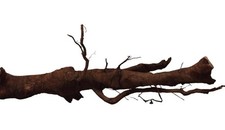 Terrarium Wurzel, Schlangen