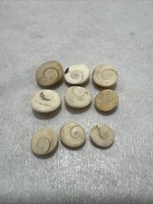 9 Vintage Gomati Chakra Shell