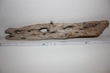 Treibholz Holzwurzeln