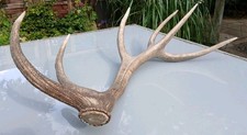 Kapitales Hirschgeweih riesige 85cm Abwurfstange Rotwild 