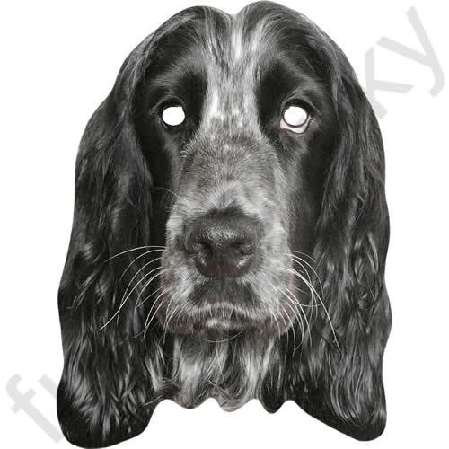 English cocker spaniel hund - cocker,