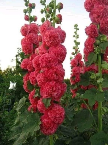 1958 stockrose alcea - 1958,