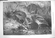 Original alter antiker Druck