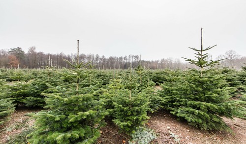 Nordmanntannen set 20st - nordmanntannen,