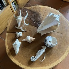 Große Muschel , Koralle Schneckengehäuse usw. Konvolut