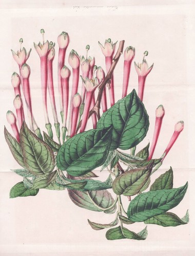 Fuchsia macrantha peru - fuchsia,