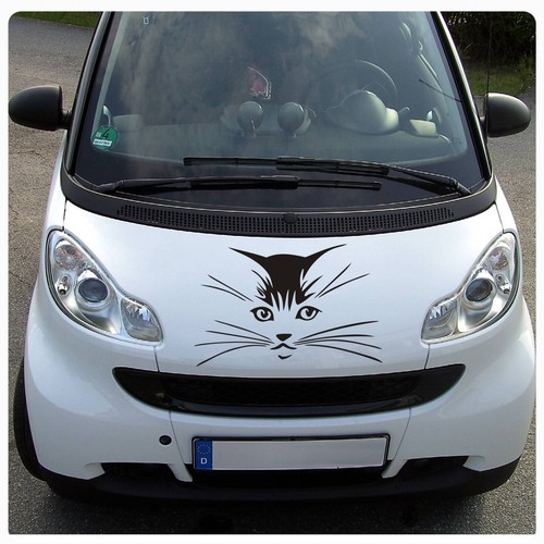 Katze katzenkopf motorhauben - katze,