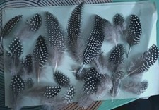 25 Perlhuhnfedern  gemischt