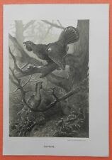 Auerhuhn  Tetrao urogallus  Auerhahn Steindruck 1883 Ornithologie Deiker