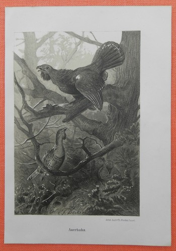 Auerhuhn tetrao urogallus - auerhuhn,