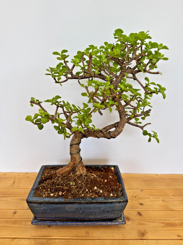 Zimmerbonsai bonsai jadebaum - zimmerbonsai,