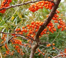 Samen sanddorn marmelade - samen,