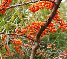 SAMEN SANDDORN Marmelade exotische Pflanzen robuste Wintergarten Saatgut Gelee