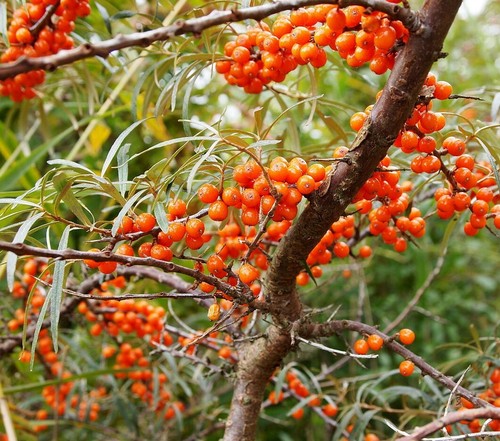 Samen sanddorn marmelade - samen,