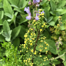 Einjähriger Beifuß Artemisia