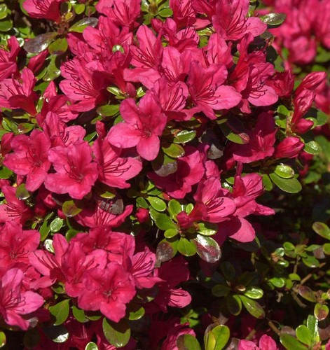 Japanische azalee hino crimson - japanische,