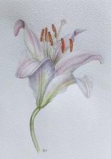 Blume LILIE Aquarell Realismus