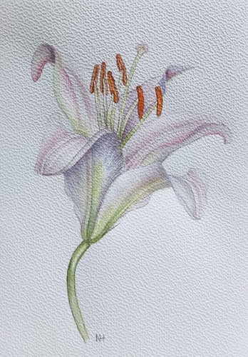 Blume lilie aquarell realismus - blume,