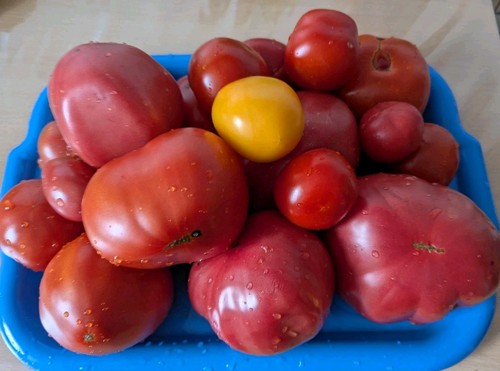 Tomatensamen mix 20 st - ,