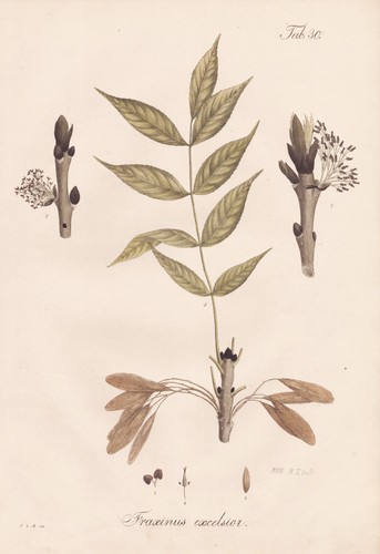 Esche european ash - european,