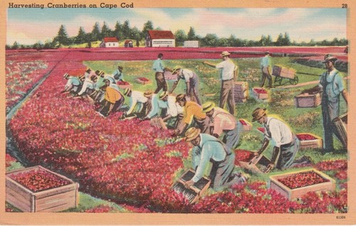 Vintage ernte cranberries - pk,