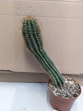 Coleocephalocereus fluminensis, kakteen sukkulenten kaktus