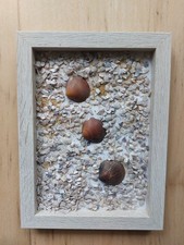 Muschelsplitter-Bild Mit