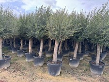 Olivenbaum Olive "50 Jahre"