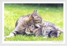 1 AK Katze "Putzteufel"