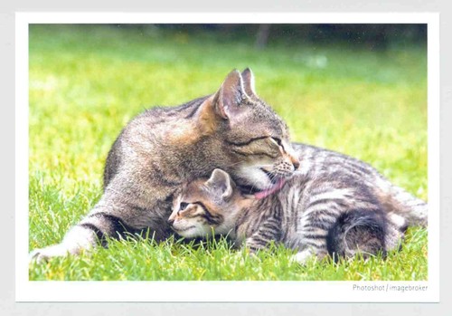 Postkarte katze - ak,