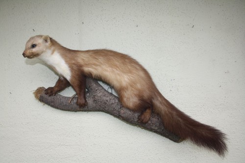 Tierpräparat marder jagd - ,