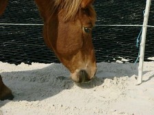 Paddockplatten  Paddockgitter