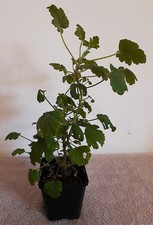 Pelargonium, mückenabweisende