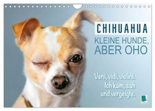 Chihuahua: Kleine Hunde, aber