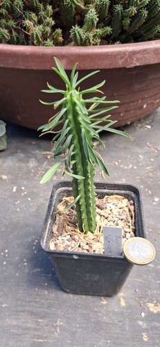 Euphorbia loricata kakteen - euphorbia,
