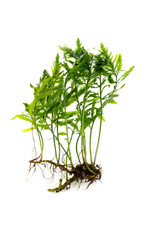 Bolbitis heudelotii  Kongofarn