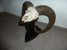 Mufflon Widder Geweih kapit