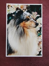 Hundepostkarte ? SHELTIE ? AK HUND First Edition 