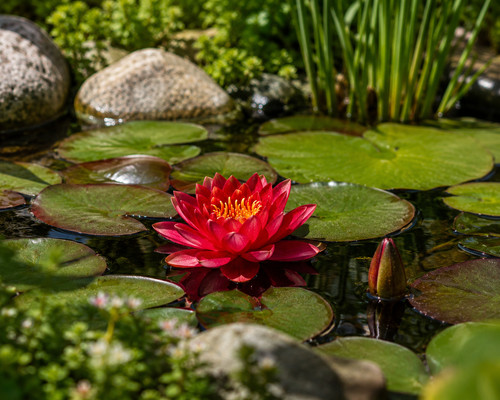 Zwerg seerose xiafei - seerose,