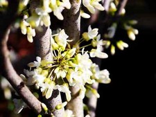 Cercis chinensis 'Shirobana'