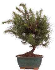 Bonsai - Pinus halepensis -