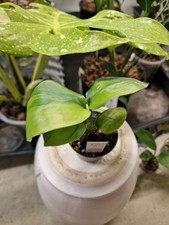 Strelitzie Nicolai Variegata