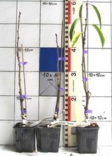 Prunus amygdalus "Rosea"  -  rosa Mandel / echter Mandelbaum, starkwüchsig